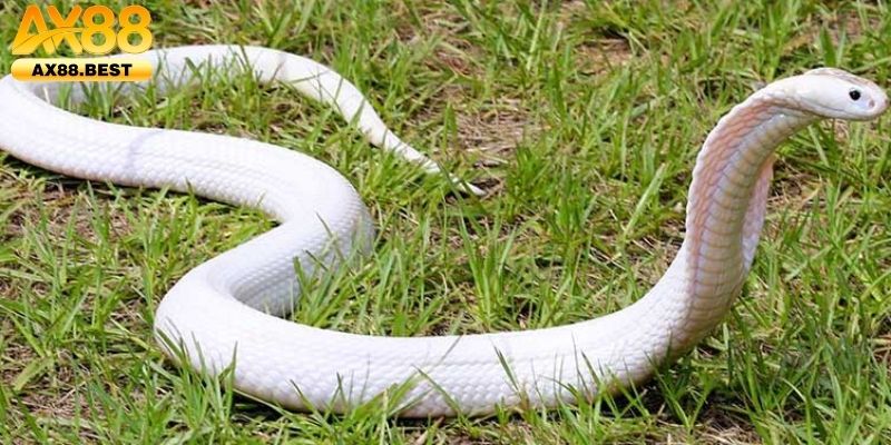 Mơ thấy đàn rắn cho thấy nhiều áp lực cùng lúc